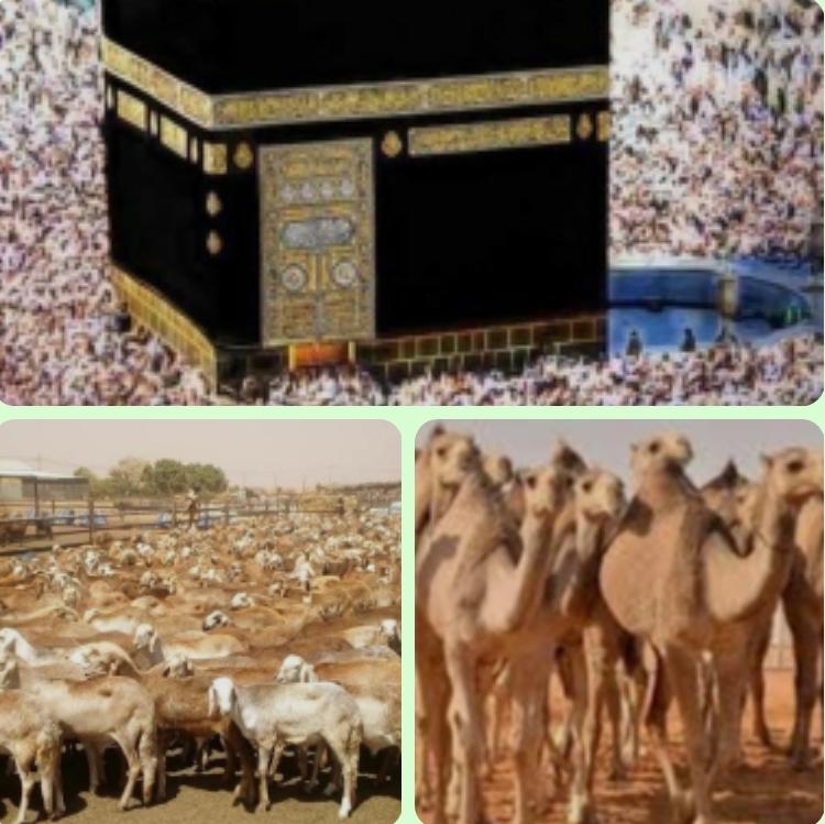 الدكتور/ أحمد التجاني محمد يكتب :
🌀 "هديا بالغ الجيوب " السماسرة يمتنعون  أناشد البعثة العسكرية بالتعاقد المباشر مع المشروع السعودي للإفادة عن الهدي !!
〰️〰️〰️〰️〰️〰️〰️〰️〰️